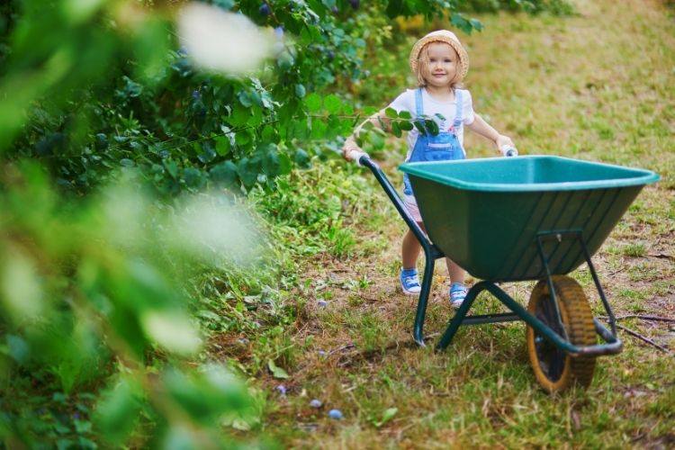 A little girl pushes a wheelbarrow near a border of plants and shrubs