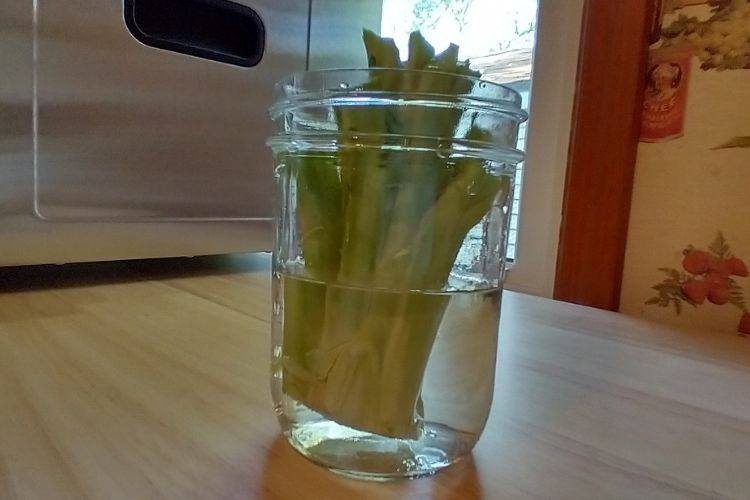 A broccoli stem submerged halfway in a wide-mouth jar of fresh water.