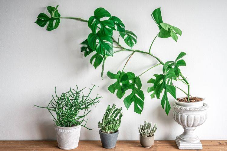 A large Rhaphidophora decursiva houseplant towers over other potted houseplants against a bright white wall.
