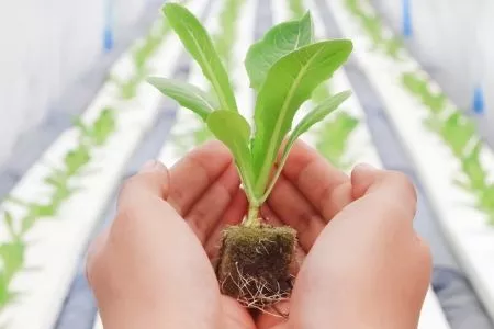 A gardener holds a seedling growing hydroponically in a rock wool cube.