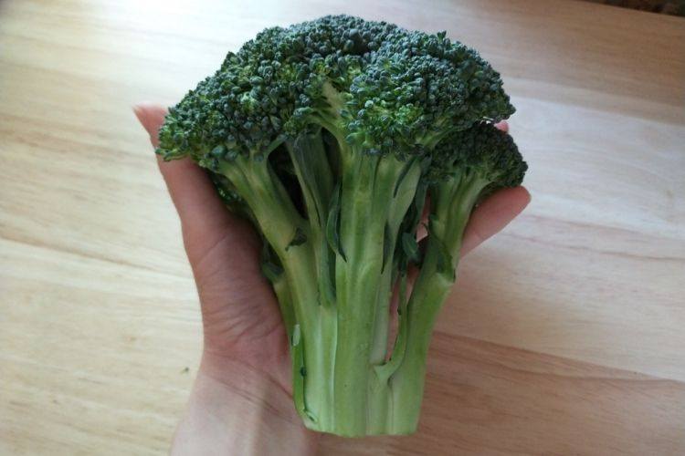 A small head of broccoli, not large enough for re-growing from the stem.