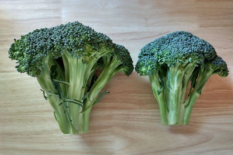 Two heads of broccoli side by side, one large head and one small one.