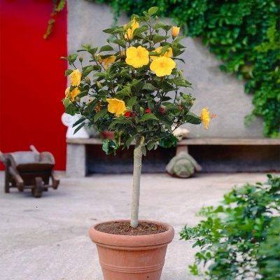 A hibiscus tree with yellow blossoms from Esty seller Raulitos CornerShop.