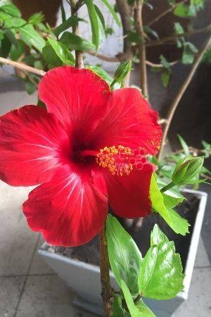 A hibiscus plant with a red blossom in a white pot sits in a sunny window.