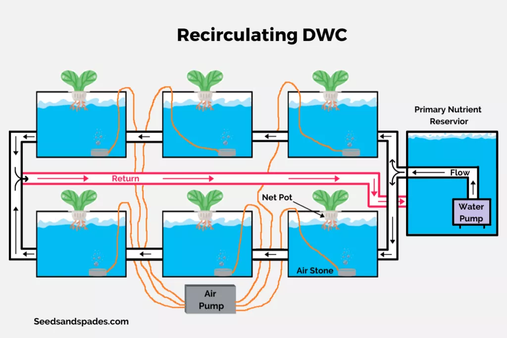An illustration showing a recirculating deep water culture hydroponic set-up.