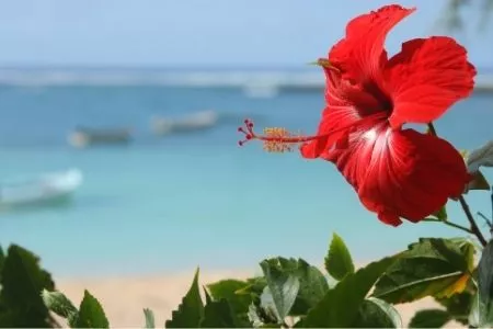 A vibrant red hibiscus flower against a tropical beach background.