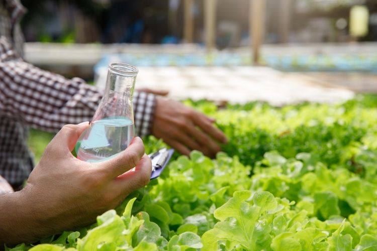 A hydroponic grower holds a bottle of nutrients to feed to lettuce