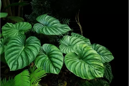 Philodendron plowmanii plants with heart-shaped leaves