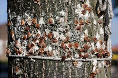 Scale insects attached to a tree trunk