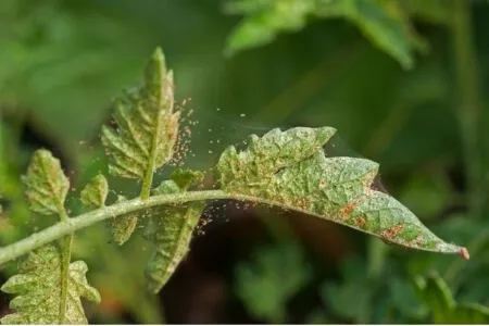 A plant infested with spider mites and wispy webs