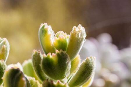 A variegated bear paw succulent plant with delicate red leaf tips against a sunny background.
