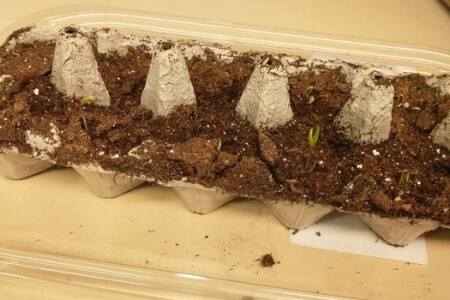 Bell pepper seedlings emerge from potting soil in a paperboard egg carton.