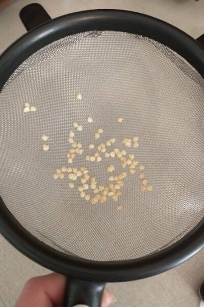 Bell pepper seeds spread out in a single layer to dry on a fine wire mesh sieve.