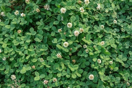 A photo showing a bed of clover plants.