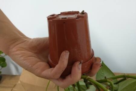 Turning a pothos pot upside down while cradling the plant to remove it from the current pot.