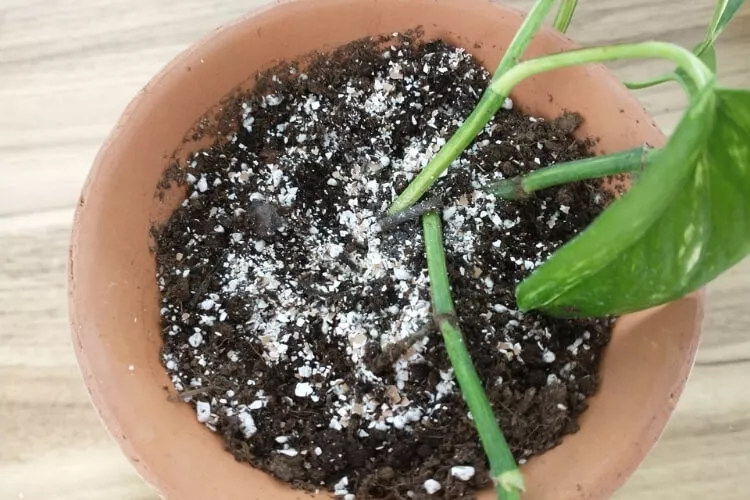 Using crushed eggshells in potted plants for nutrition, drainage and airflow.