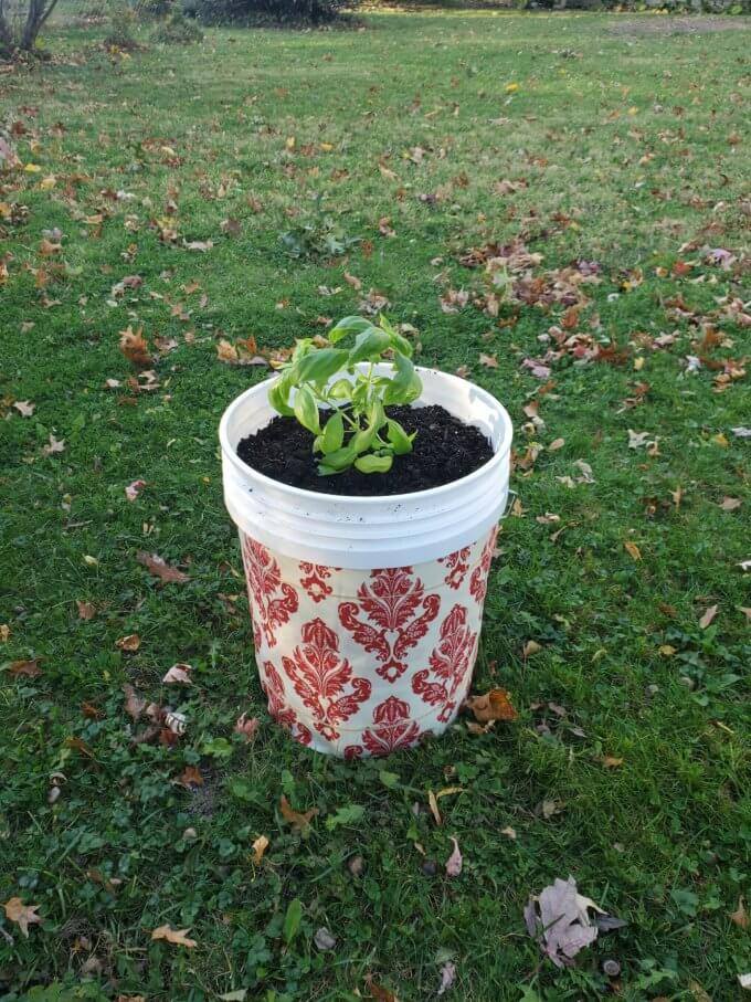 Basil planted in bucket with fabric around it.