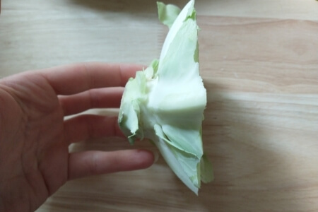 A cutting taken from a cabbage head for regrowing.