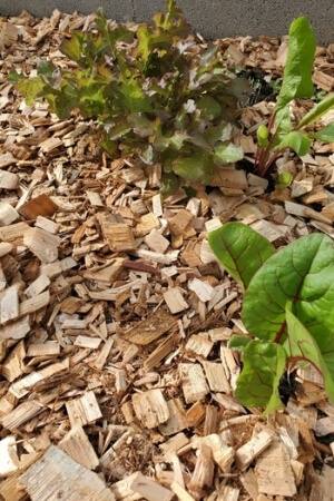 Hardwood mulch in a raised bed.