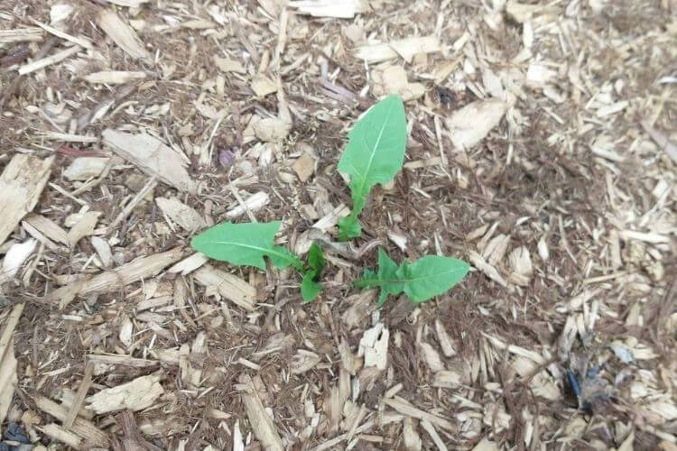 How to Stop Weeds from Growing in Mulch: 4 Proven Strategies