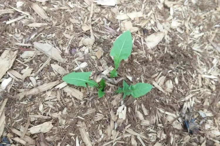 A dandelion weed growing in a mulched landscape bed.