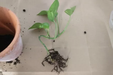 One pothos plant from a group of three separated from the root ball.