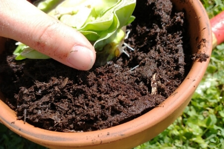 Carefully planting a rooted cabbage scrap in soil to avoid damaging the roots.