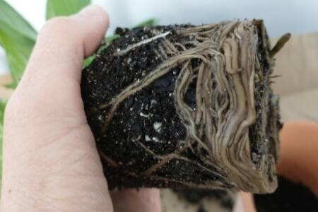 A closeup photo of a compacted pothos root ball, with large roots growing in a circular pattern.