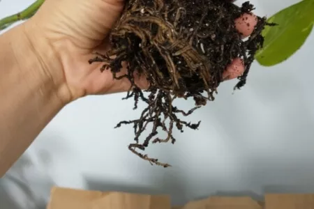 A loosened pothos root ball with dangling root tips.