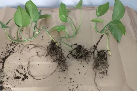 Three pothos plants separated from compacted root ball, with overgrown roots.