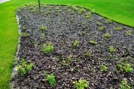 A mulched landscape bed with a narrow trench edging.