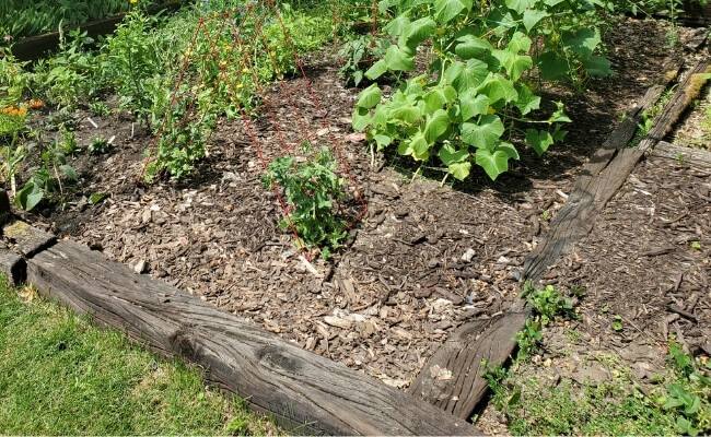A vegetable garden with wooden railroad ties for edging.