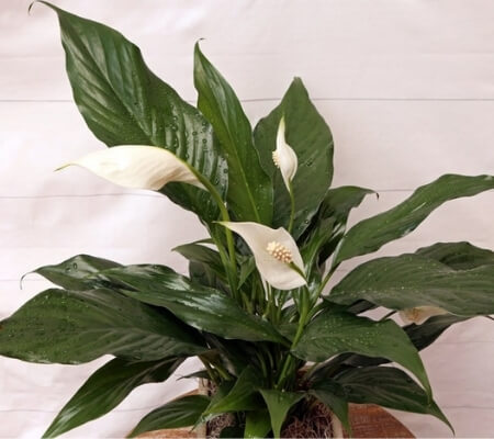 Peace lily plant from Etsy shop Florida Plants Gardens.