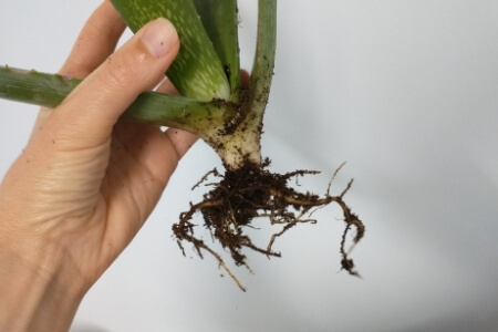 An aloe plant root system, with the roots growing outwards more than downwards.