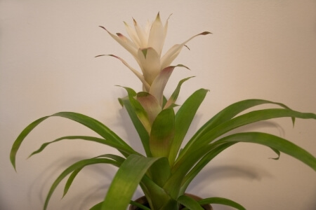 A bromeliad in an artificially lit office.