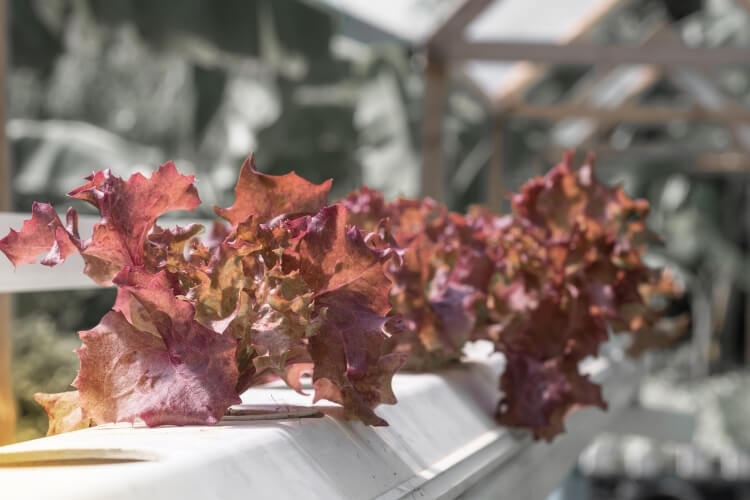 Red lettuce growing in a hydroponic system.