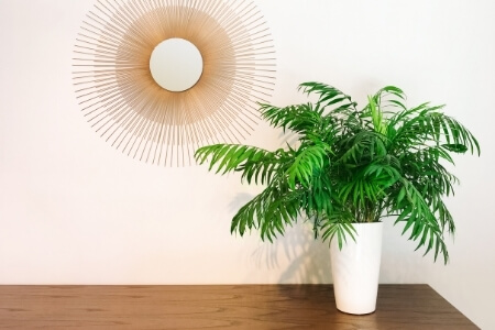 A parlor palm grows in an artificially lit office.
