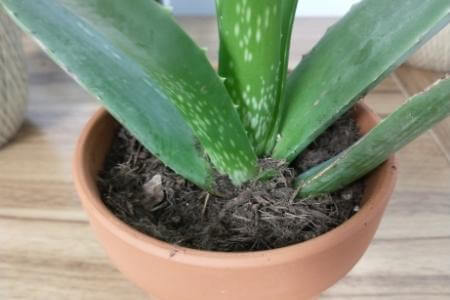 An aloe plant in a pot of loose, well-draining succulent soil.