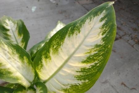 A Dieffenbachia, or Dumb Cane, leaf, with a white center and patchy green border.