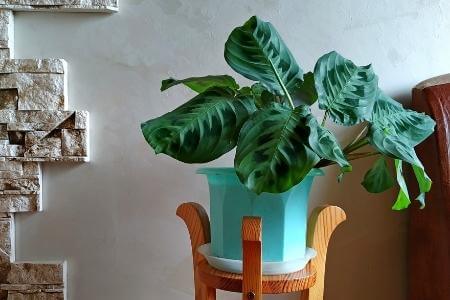 A Calathea houseplant on a wooden plant stand.