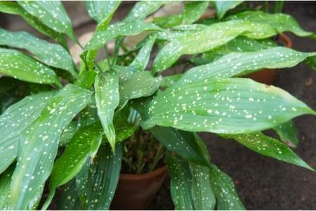 A Cast Iron Plant with green leaves speckled with yellow variegation.