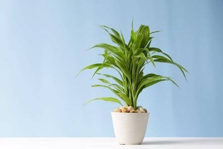 A Lucky Bamboo plant in a white pot against a blue background.