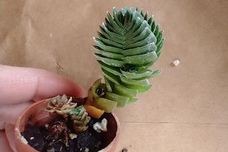 A Buddha's Temple succulent leaning due to its stem being weakened by overwatering.