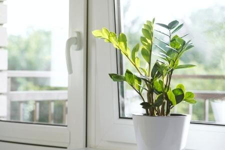 A ZZ plant grows beside a bright window.