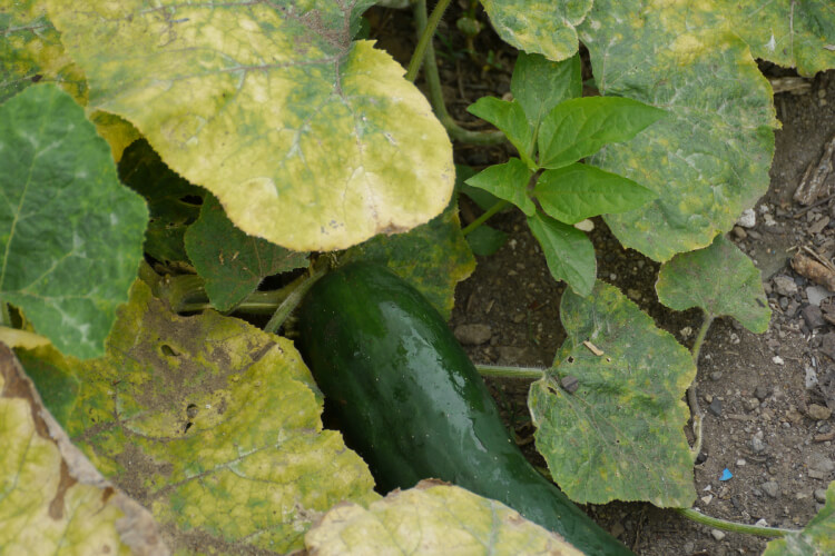 Cucumber leaves turning yellow in the garden.