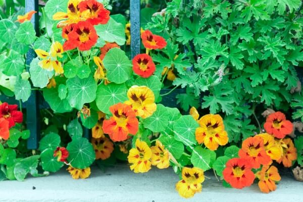 Gold, orange and red nasturtiums growing along a garden fence.