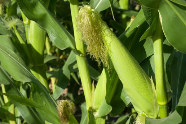 A corn plants with ears developing on the stalks.