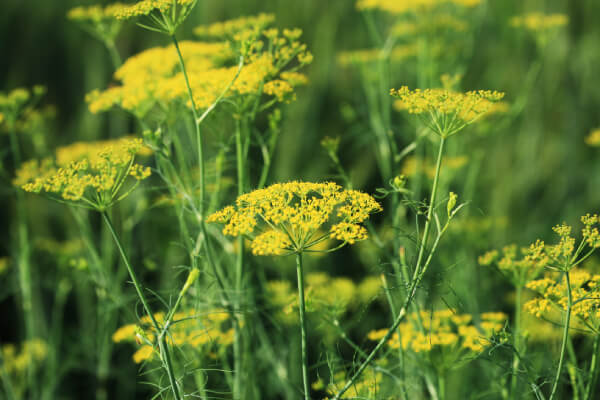 Dill plants in bloom, with delicate yellow flower clusters.