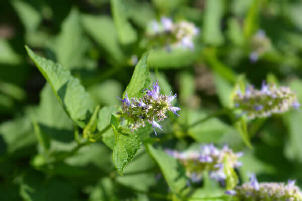 Korean licorice mint plants with soft lavender colored blooms.