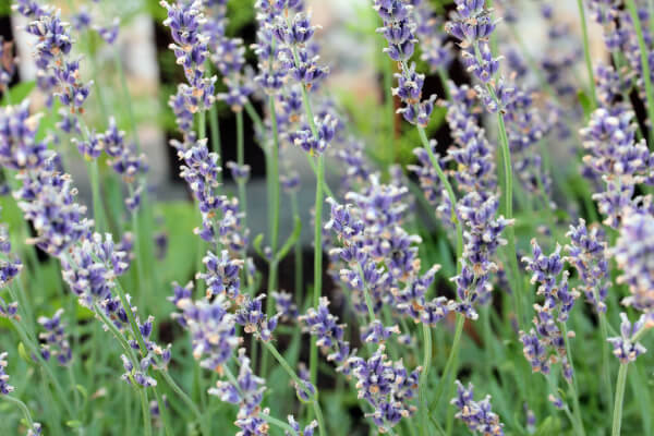 Stalks of lavender blossoms growing in a garden.
